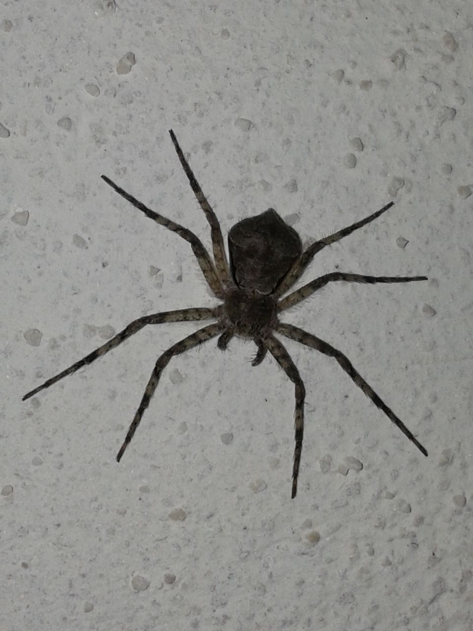 Philodromus margaritatus - Agnano (NA)