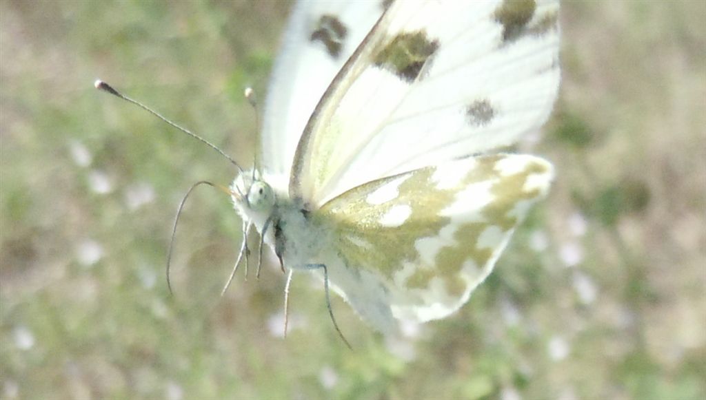 Pontia edusa?