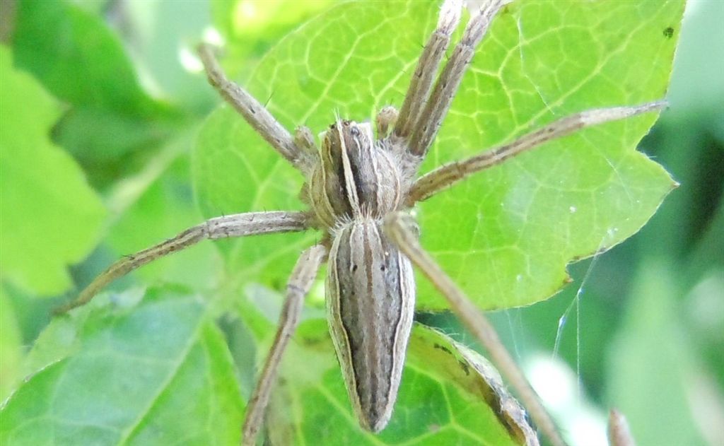 Pisaura sp. - San Leucio (CE)