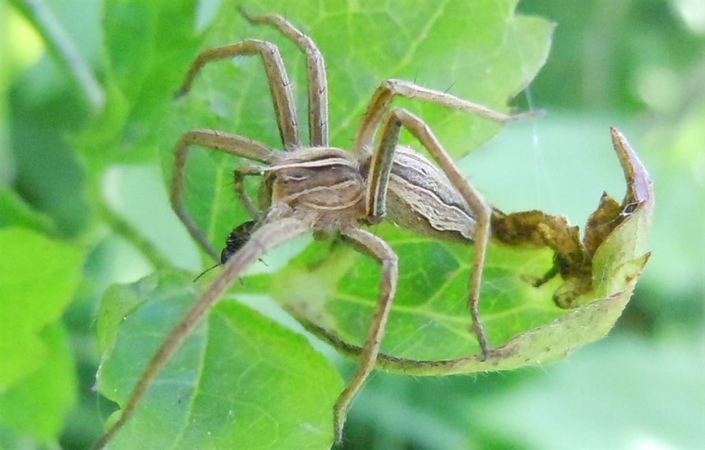 Pisaura sp. - San Leucio (CE)