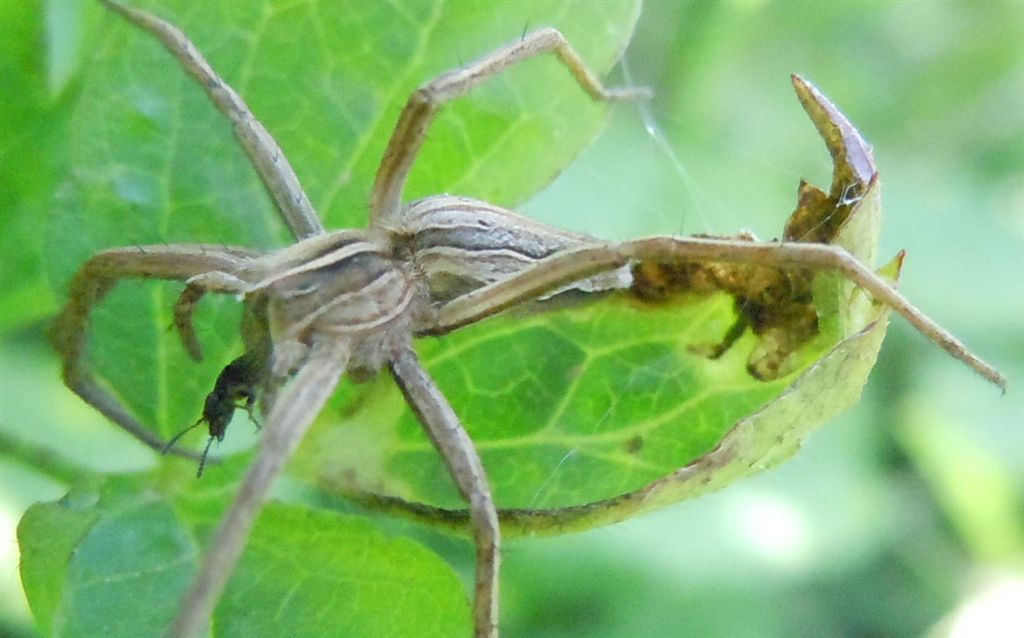 Pisaura sp. - San Leucio (CE)