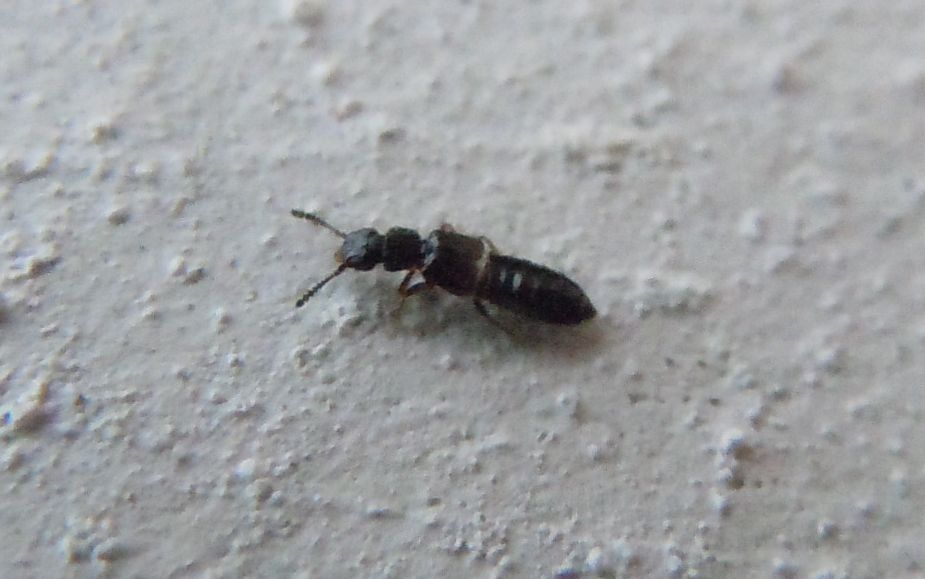 Staphylinidae