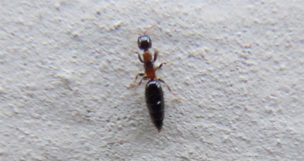 Staphylinidae?