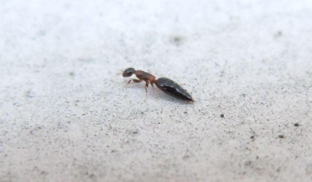 Staphylinidae?