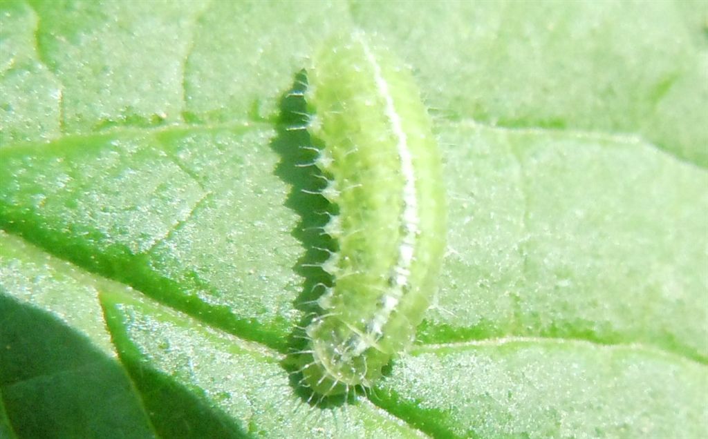 Bruco? Probabilmente, larva di Curculionidae