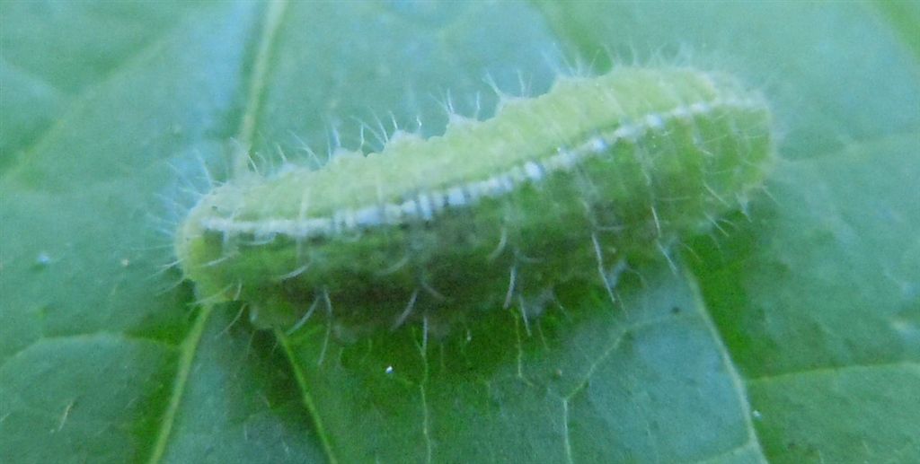 Bruco? Probabilmente, larva di Curculionidae