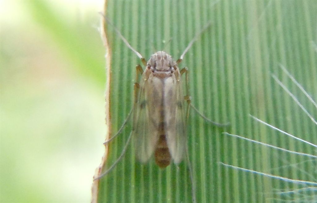 Chironomidae?