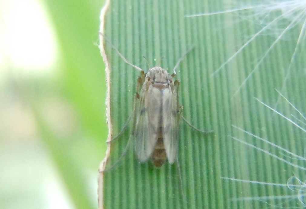 Chironomidae?