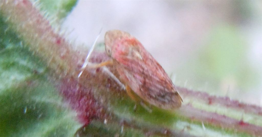 Cicalina rossa - Philaenus cf. spumarius