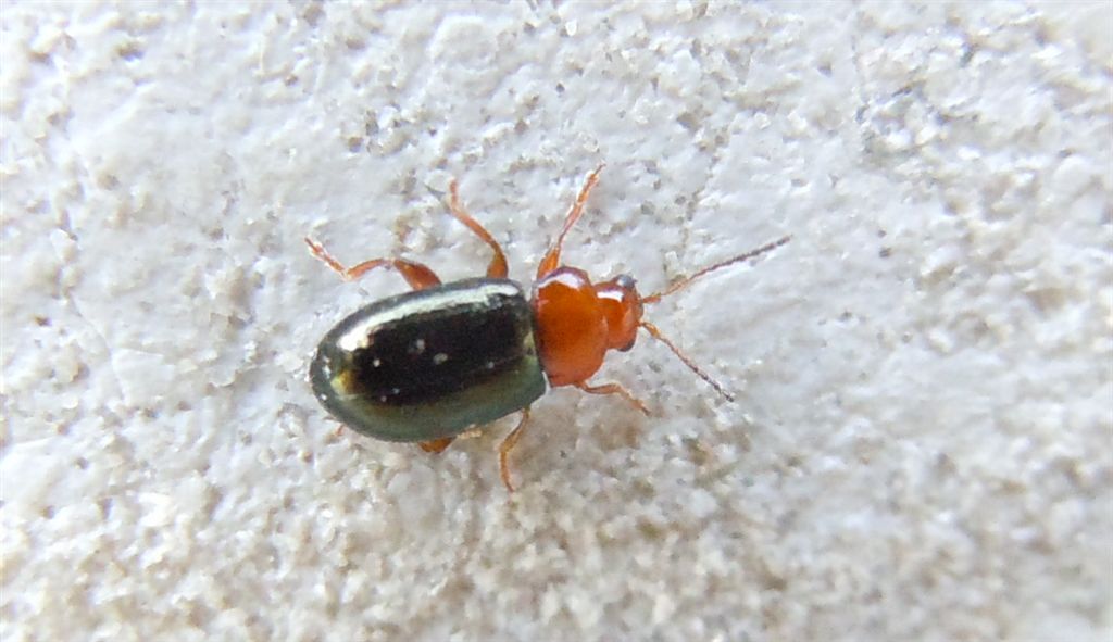 Chrysomelidae?