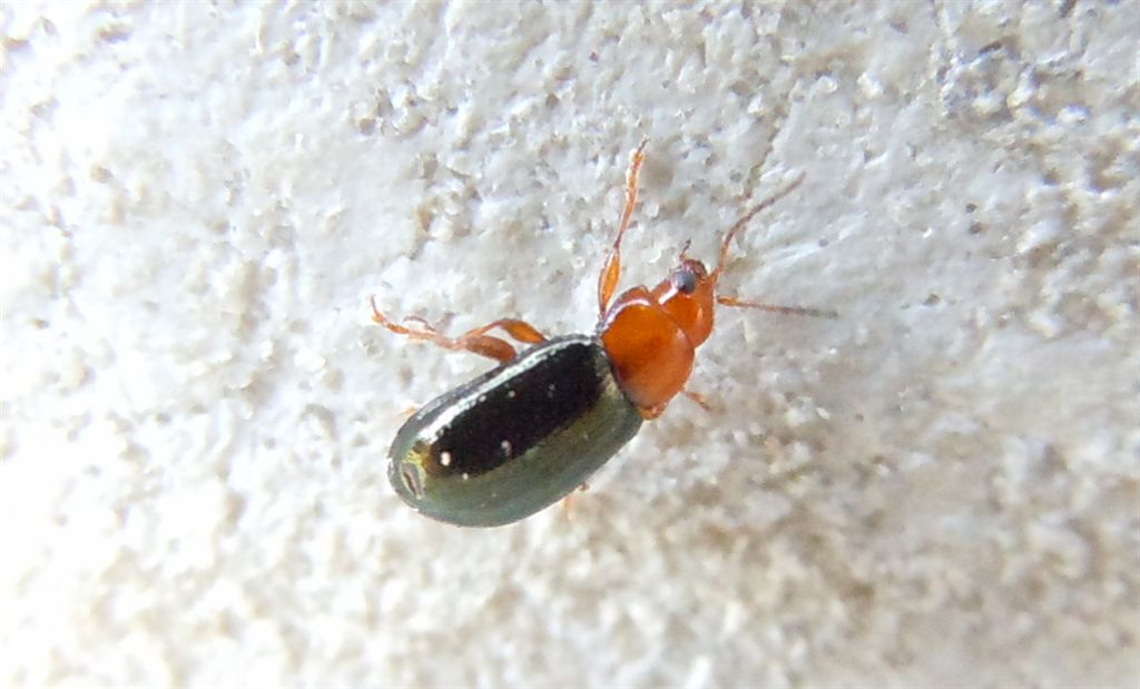 Chrysomelidae?