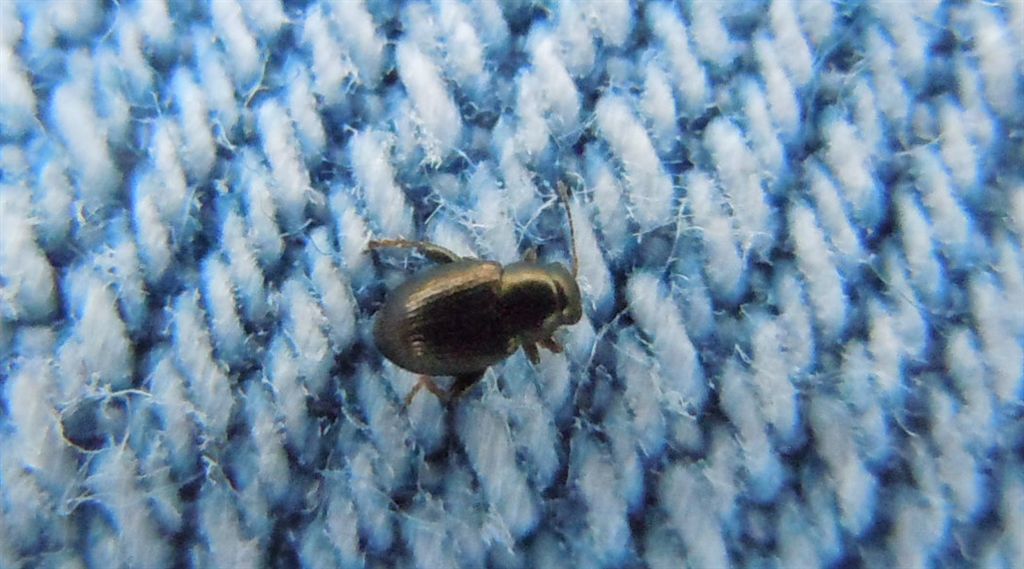 Micro - coleottero: Chrysomelidae genere Chaetocnema