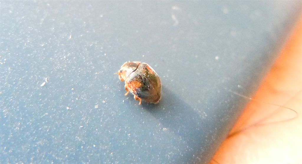 Coleotterino - Scymnus sp. (Coccinellidae)