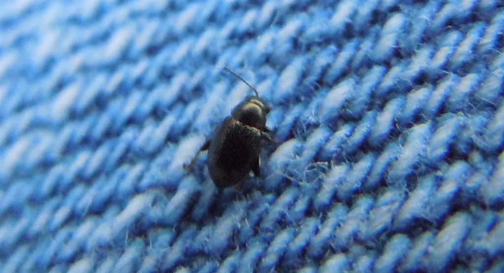 Micro - coleottero: Chrysomelidae genere Chaetocnema