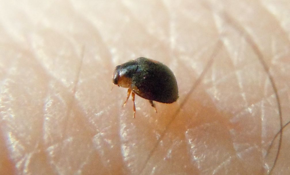 Coleotterino - Scymnus sp. (Coccinellidae)