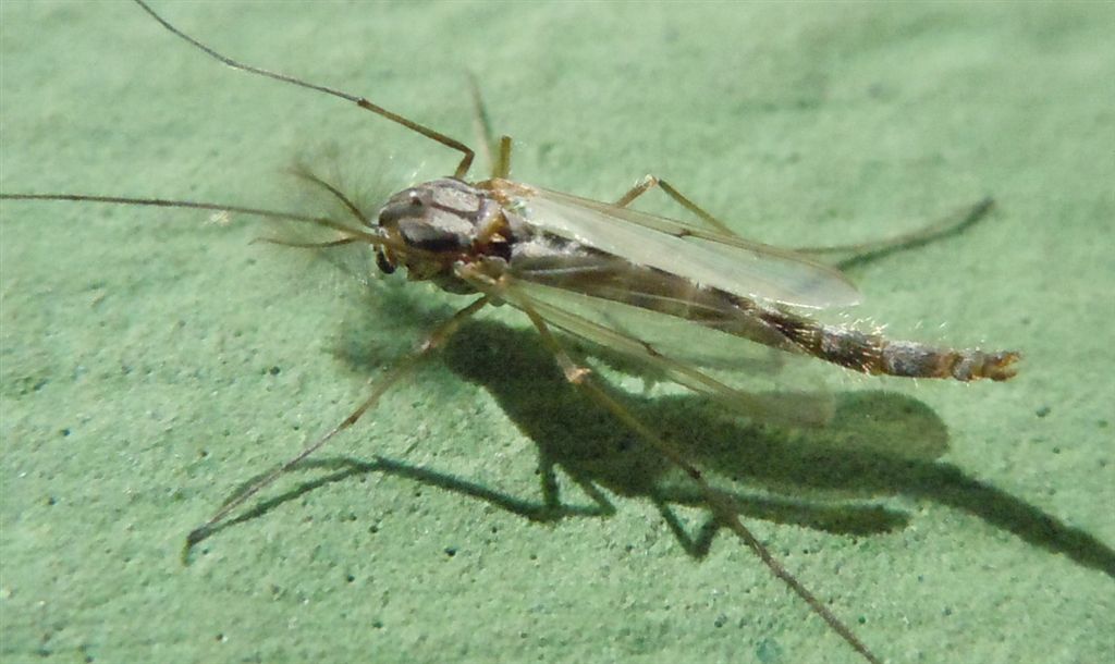 Ditteri numerosi sul lago: Chironomidae