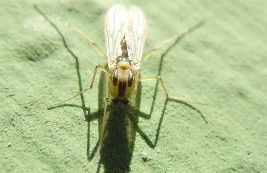 Ditteri numerosi sul lago: Chironomidae