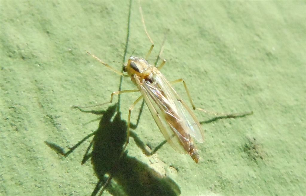 Ditteri numerosi sul lago: Chironomidae