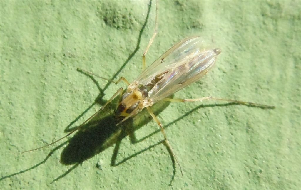 Ditteri numerosi sul lago: Chironomidae