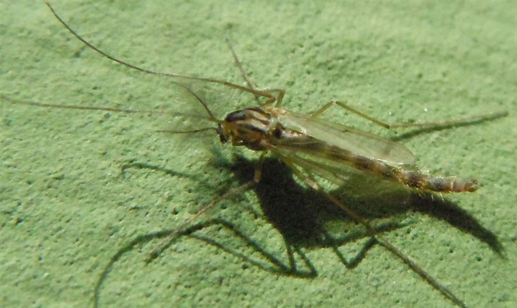 Ditteri numerosi sul lago: Chironomidae