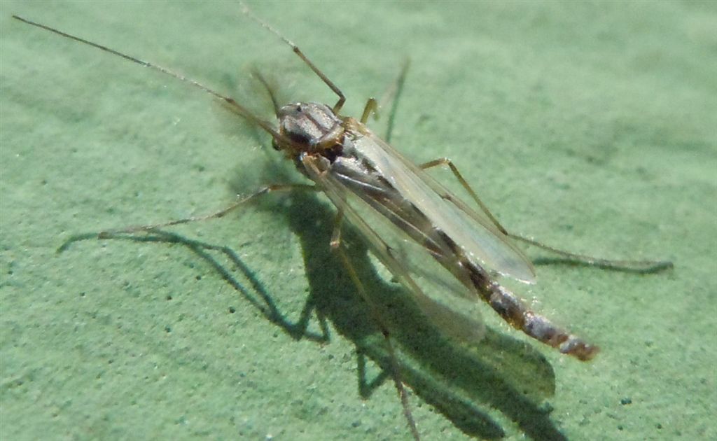 Ditteri numerosi sul lago: Chironomidae