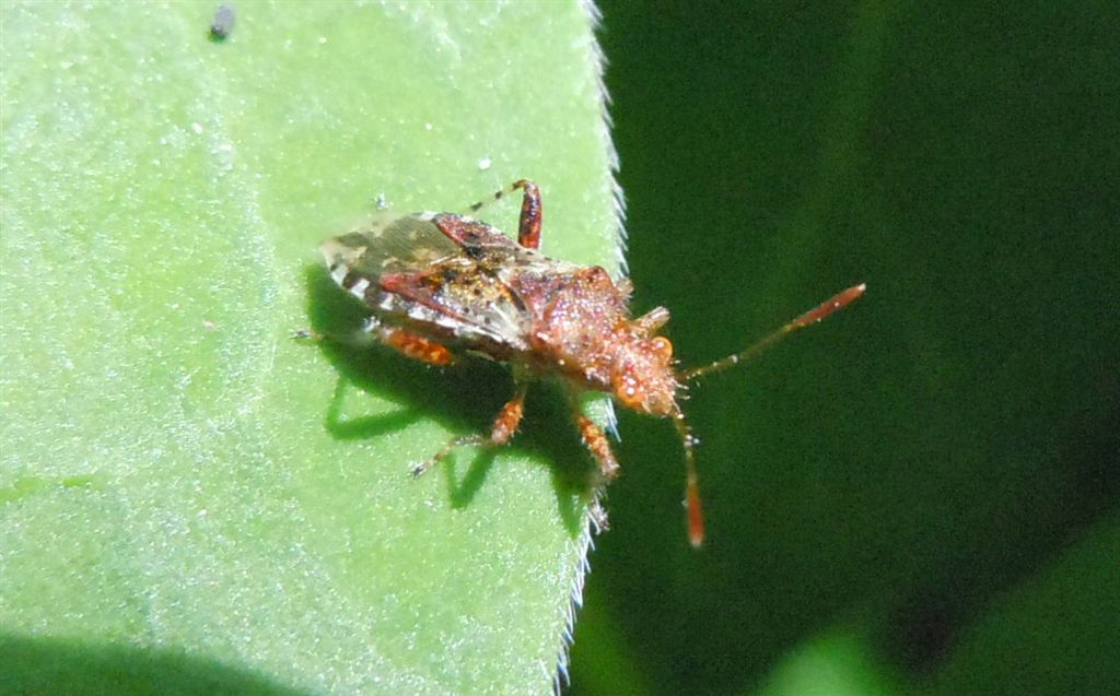 Rhopalidae: Rhopalus subrufus della Campania