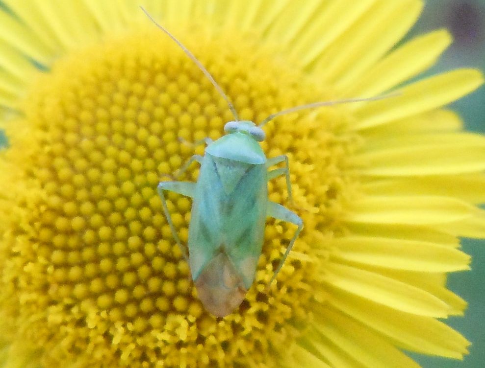 Miridae: Taylorilygus apicalis della Campania (NA)