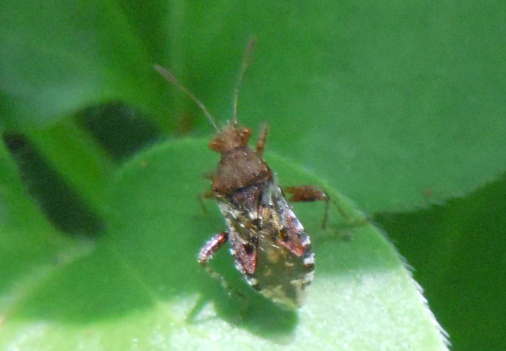 Rhopalidae: Rhopalus subrufus della Campania