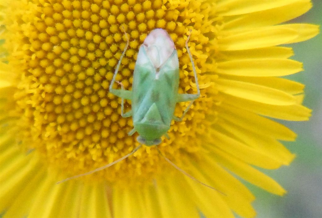 Miridae: Taylorilygus apicalis della Campania (NA)