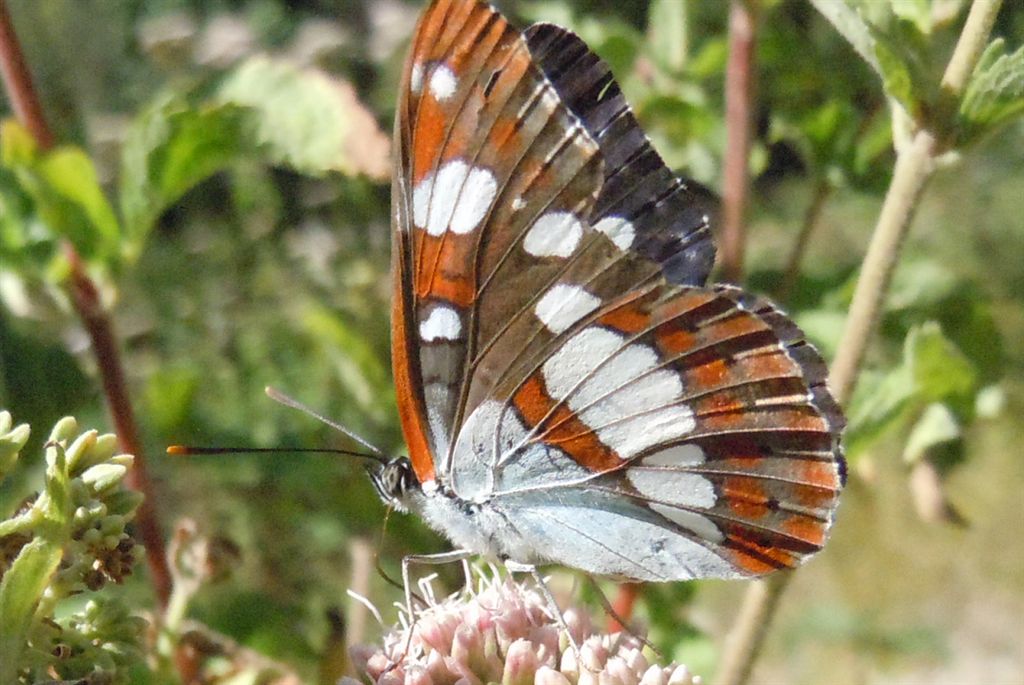 Limenitis reducta?