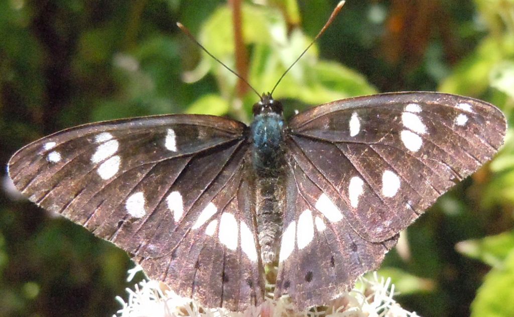 Limenitis reducta?