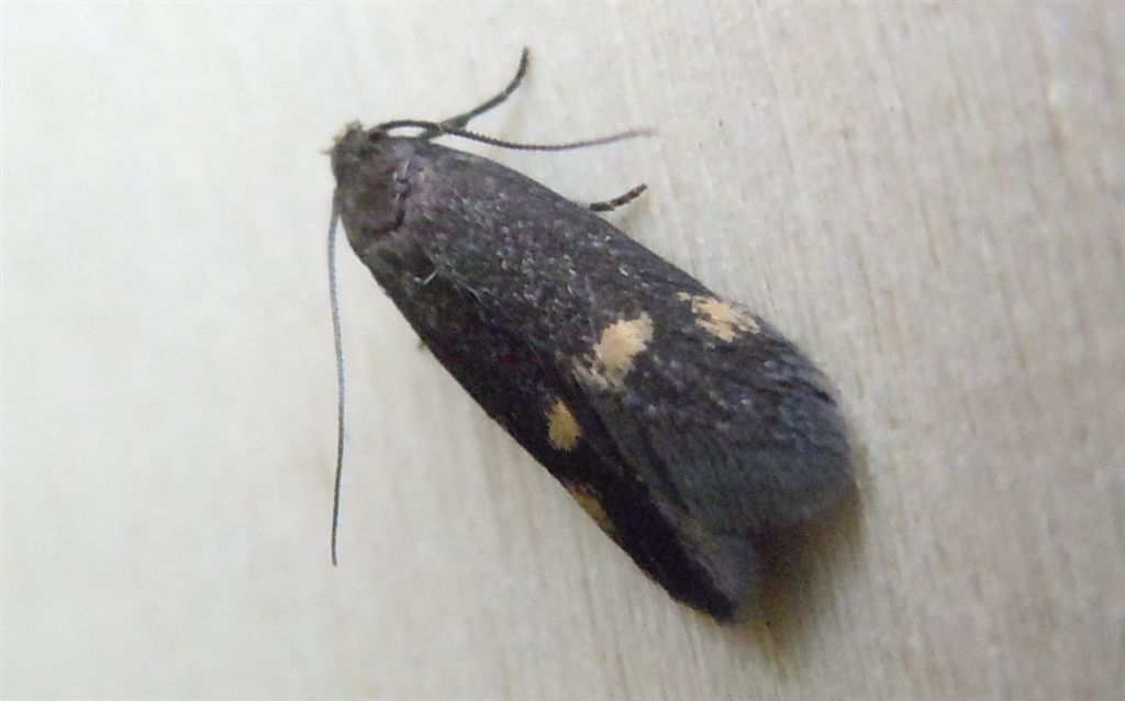 Farfallina da identificare