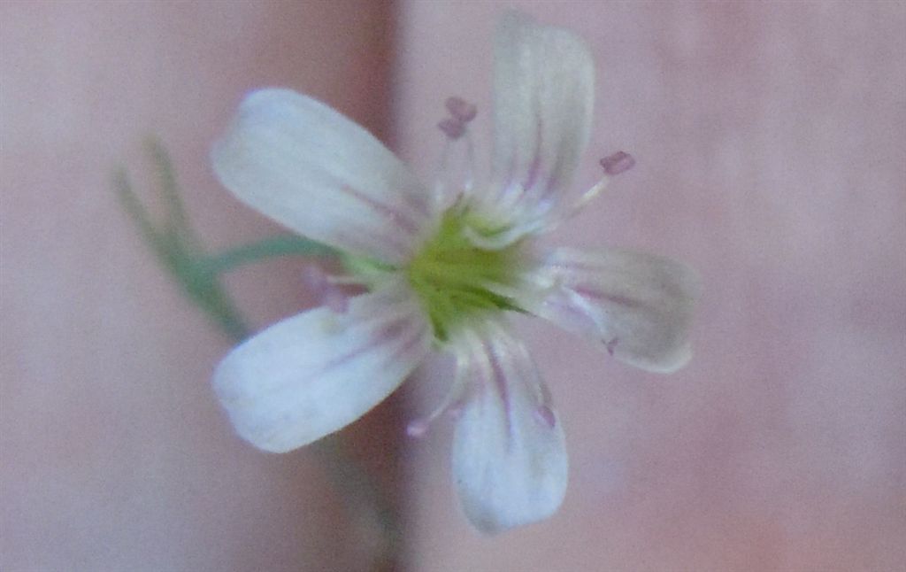 Gole del Sagittario(AQ): Petrorhagia saxifraga