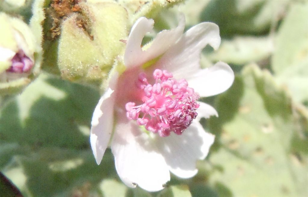 Althaea officinalis / Altea comune