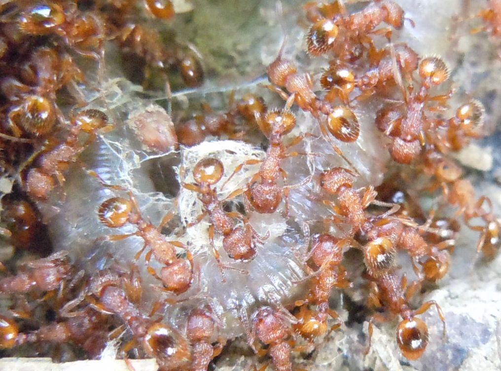 Formiche (Myrmica sp.) su preda (lombrico)