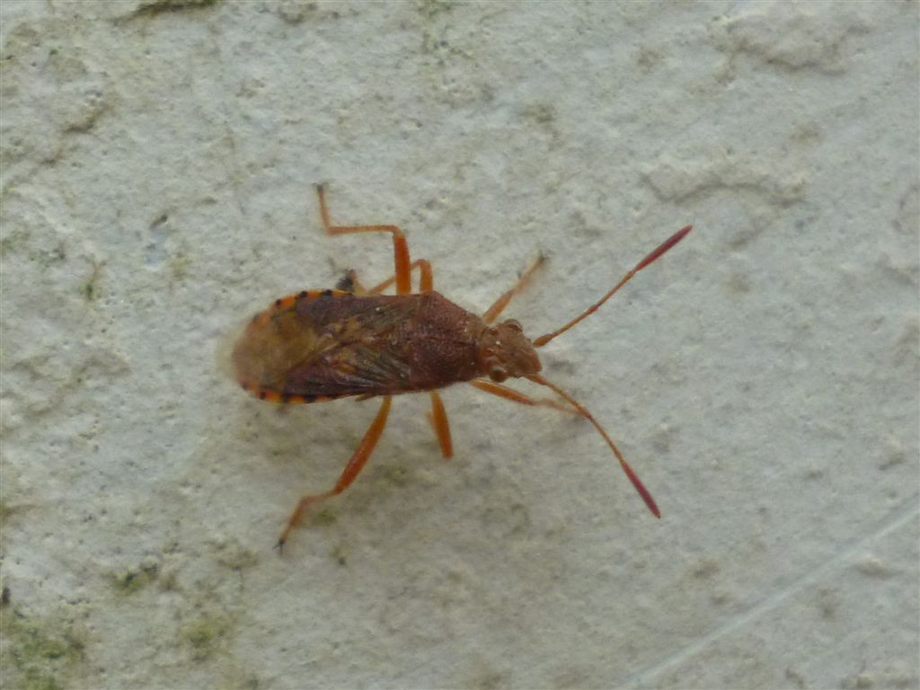 Emittero rosso - Rhopalus maculatus della Campania (BN)