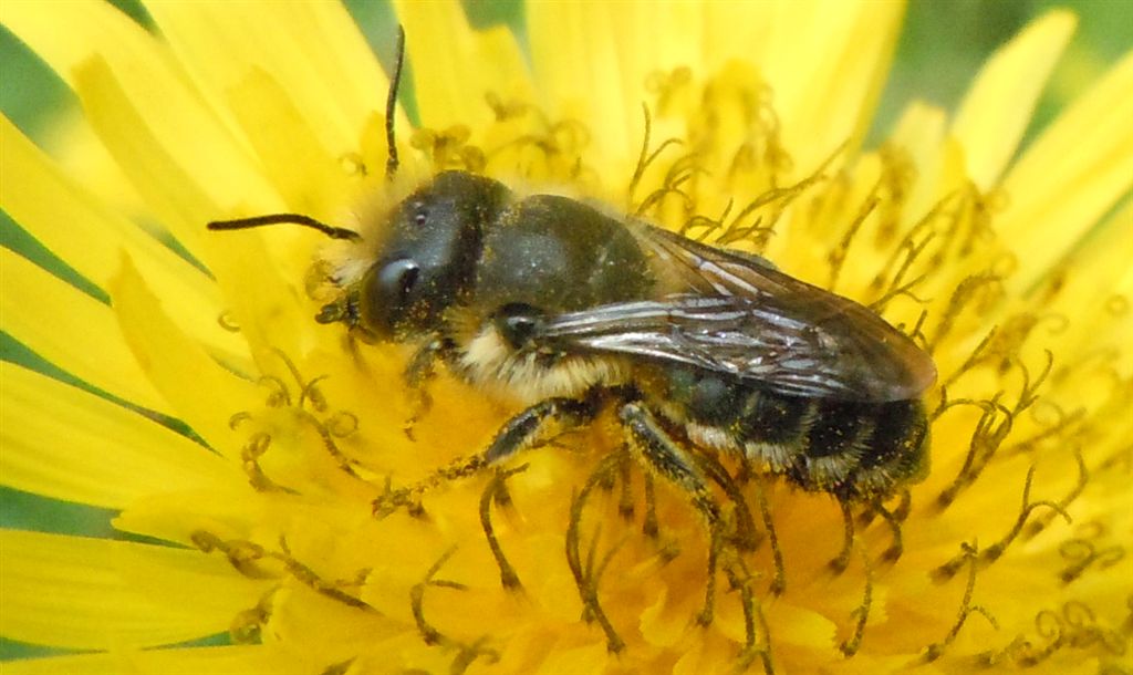 Femmina di Osmia sp.