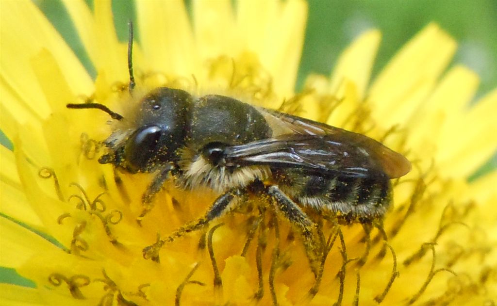 Femmina di Osmia sp.