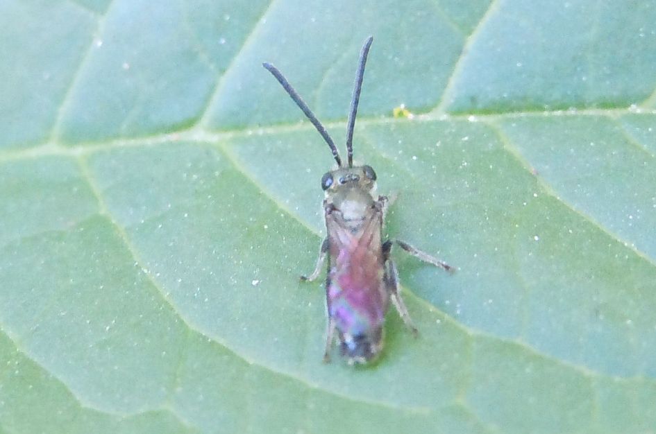 Piccolo imenottero: maschio di Apidae Halictinae: cfr. Halictus sp.