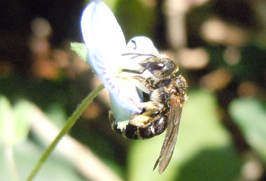 femmina di Halictus sp.