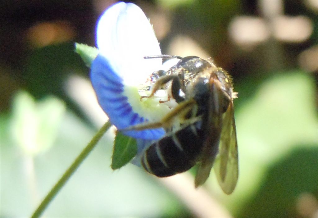 femmina di Halictus sp.