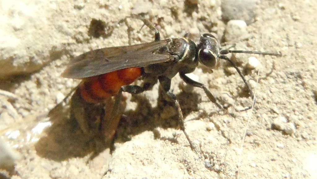 Crabronidae? No. Pompilidae