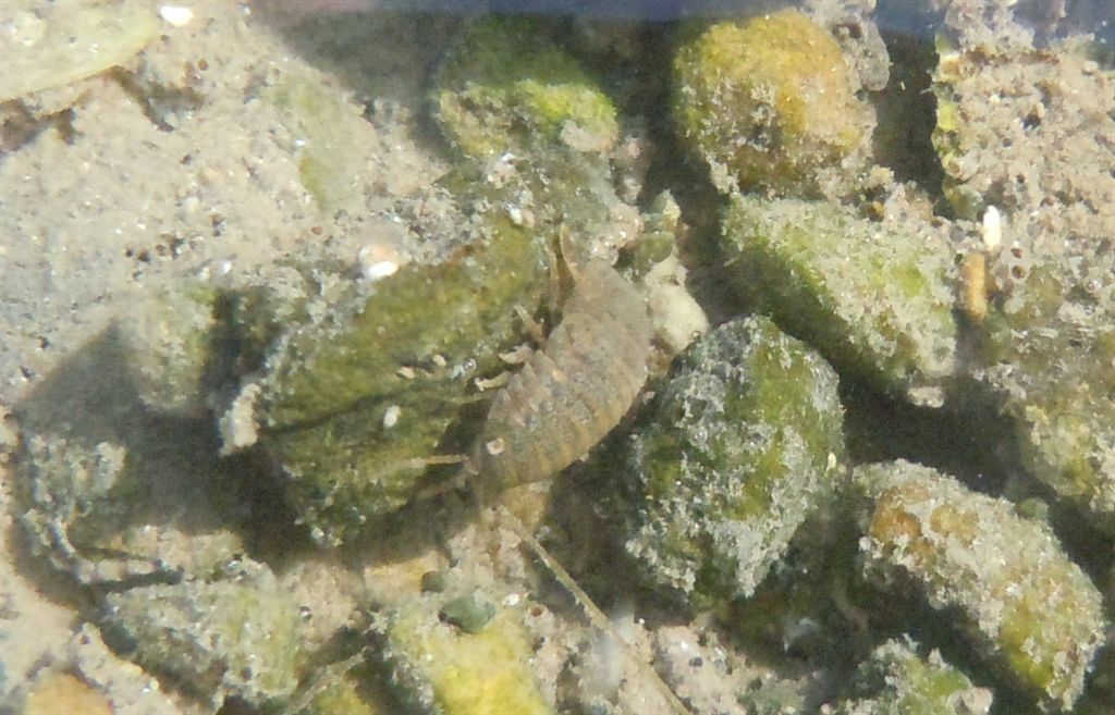 Crostacei