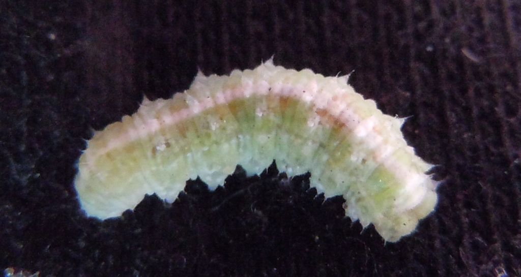 Larva di Syrphidae