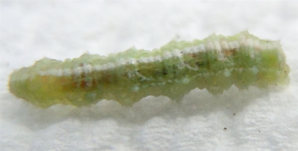 Larva di Syrphidae