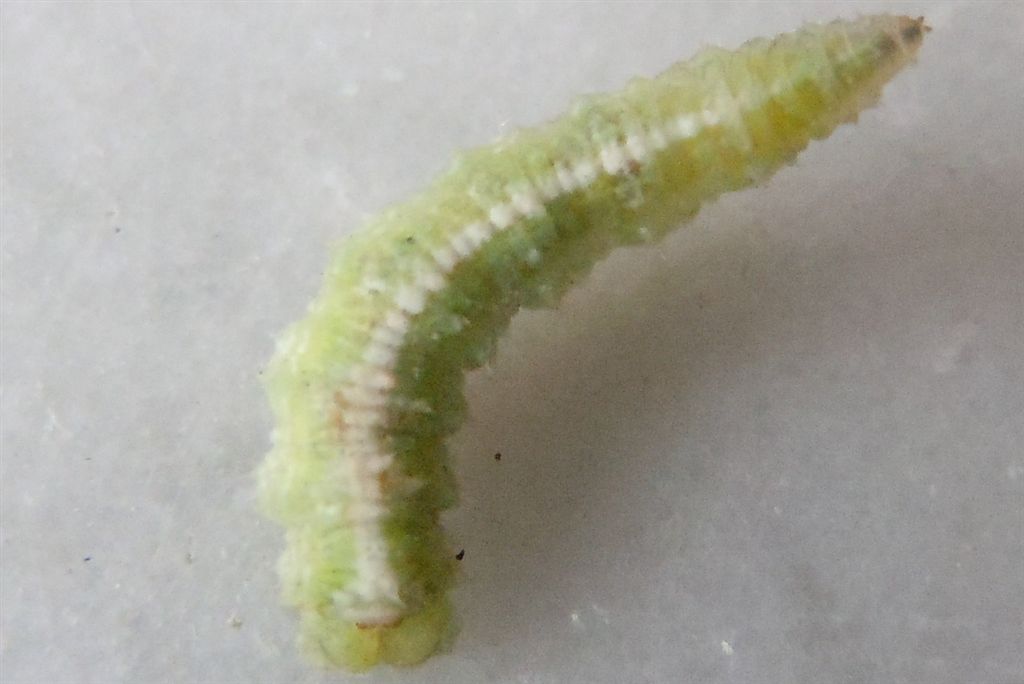 Larva di Syrphidae