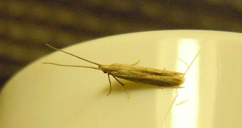 Falena da identificare