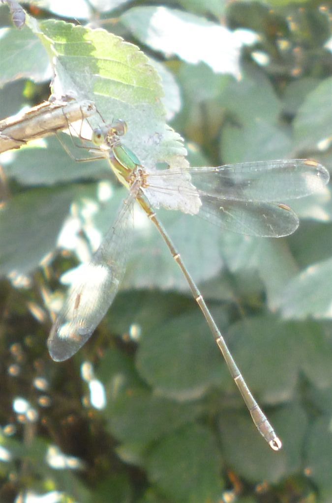 Chalcolestes viridis o parvidens