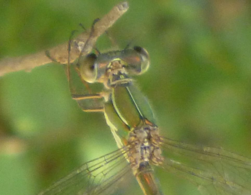 Chalcolestes viridis o parvidens