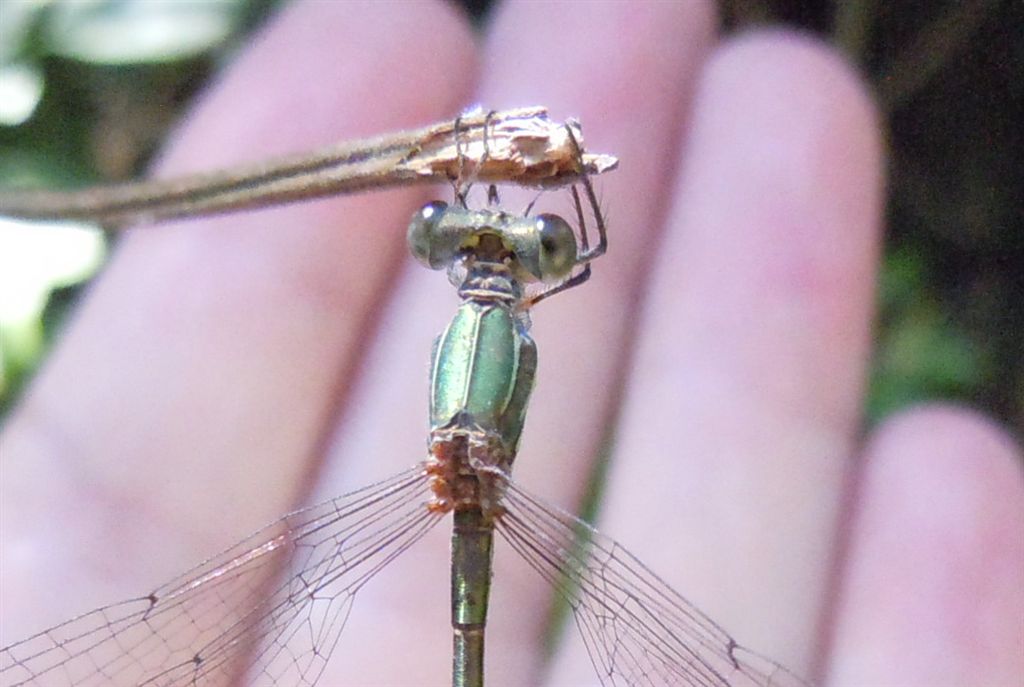 Chalcolestes parvidens:  m. (sicuro) & f. (forse)